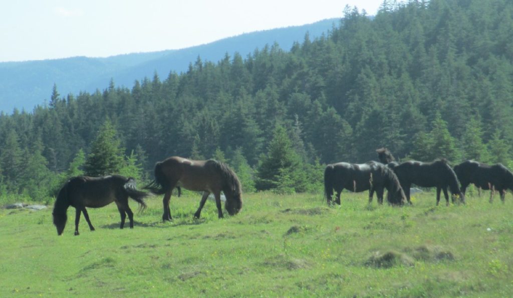 Pony Heritage Pasture
